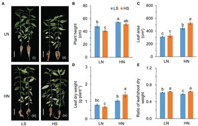 Sulfur Regulates the Trade-Off Between Growth and Andrographolide Accumulation via Nitrogen Metabolism in Andrographis paniculata